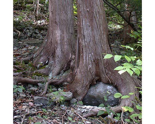 White Cedar bark